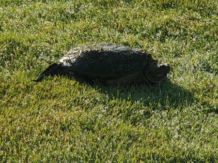 Animals - Turtle