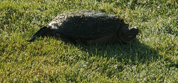 Animals - Turtle
