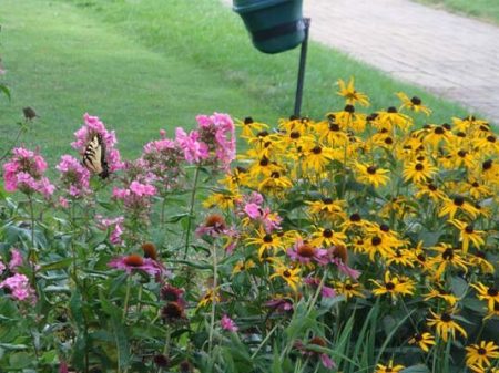 foxlake-gallery (15)